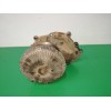 Recambio de maza embrague viscoso para nissan patrol gr (y61) 3.0 16v turbodiesel cat referencia OEM IAM 210102W225  