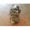Recambio de despiece motor para fiat punto berlina (176) td 60 s referencia OEM IAM 176B7000  