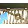Recambio de paragolpes delantero para volvo v50 familiar 2.0 diesel cat referencia OEM IAM 30657005  