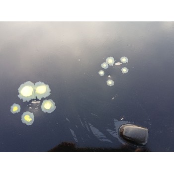 Recambio de capot para citroën c3 iii (sx) 1.5 bluehdi 100 (sxyhyp, sxyhtu) referencia OEM IAM   