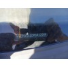 ford focus c-max (dm2) del año 2005