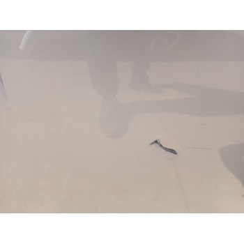 Recambio de puerta trasera izquierda para ford focus iii 1.6 ti referencia OEM IAM   