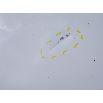 Recambio de capot para kia carens iv 1.7 crdi referencia OEM IAM   