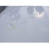 Recambio de capot para kia carens iv 1.7 crdi referencia OEM IAM   