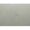 Recambio de puerta delantera derecha para ford kuga (cbv) 2.0 tdci cat referencia OEM IAM P8V41S20124AC 1712678 OBSERVAR FOTOS